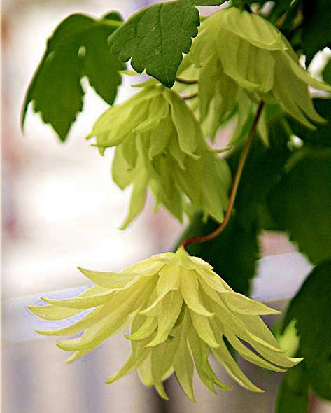 

Княжик Лемон Дрим \ Clematis Lemon Dream ( саженцы 2 год )