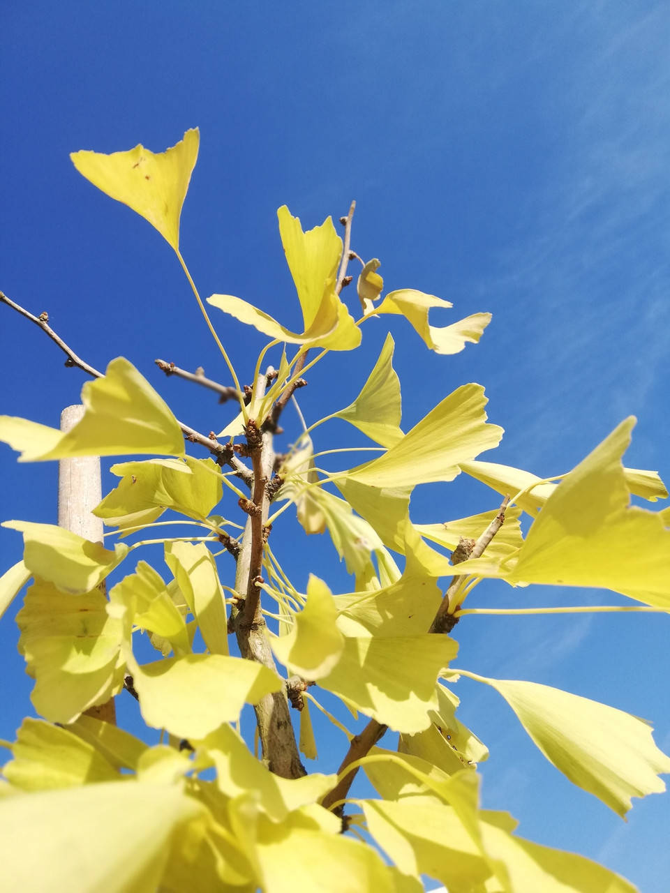 

Гінкго білоба Росвіта/ Ginkgo biloba 'Roswitha' С10 /Н 180-200