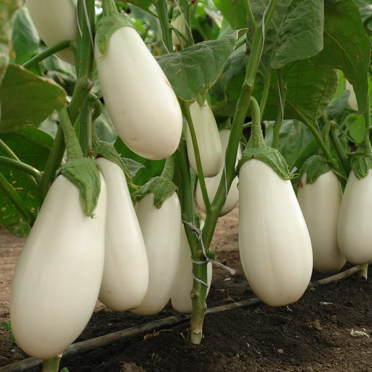 

Бибо F1 10 шт SEMINIS Голландия семена баклажан белый