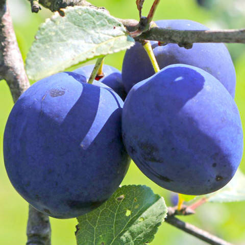 

Слива "ТопХит"