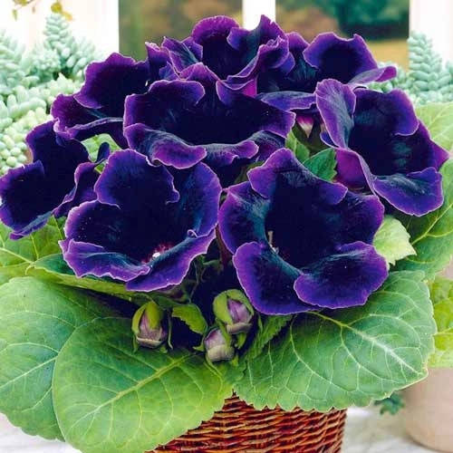 

Глоксинии Violacea 1 клубень