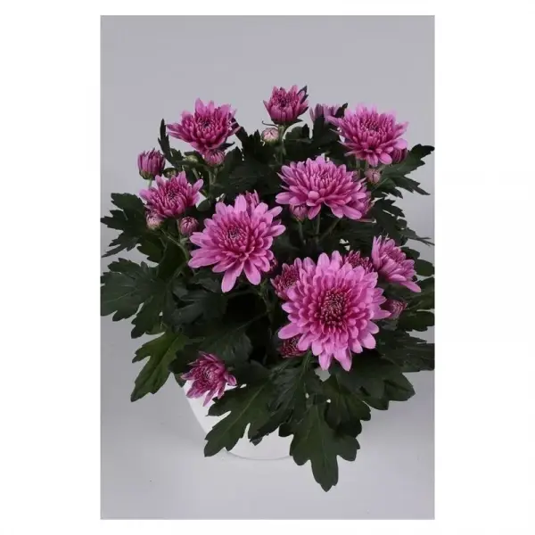 

Хризантема середньоквіткова горшкова Da Vinci Dark Pink