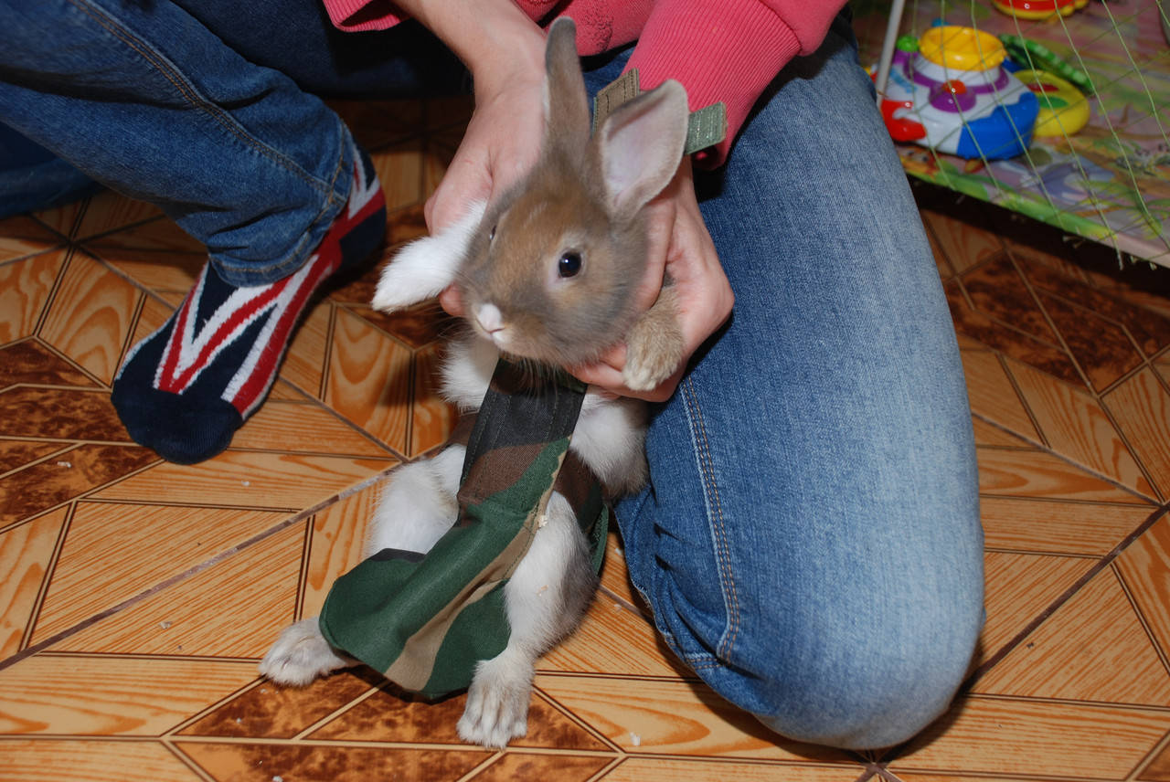 

Костюм для выгула кроликов, прогулочные костюмы для декоративных кроликов