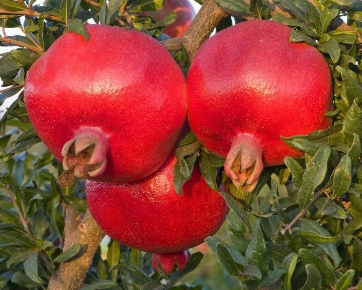 

САЖЕНЦЫ ГРАНАТА НИКИТСКИЙ РАННИЙ