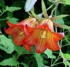 

Canarina CANARIENSIS - Канарина семена, Красный