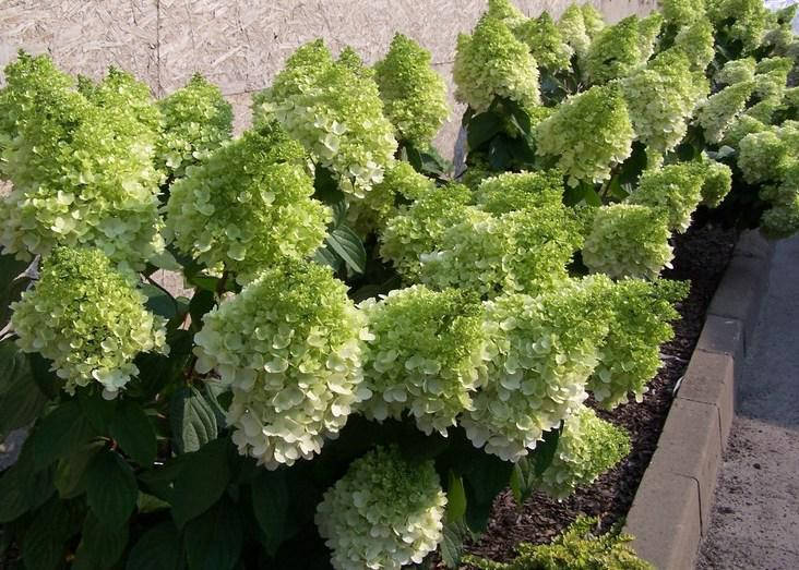 

Гортензия метельчатая Меджикал Мунлайт С5 / Hydrangea paniculata Magical Moonlight, Kolmagimo