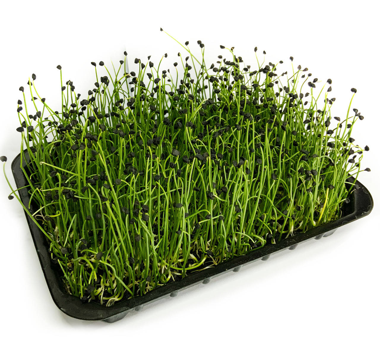 

Микрозелень лук - Ростки лук - Срез лука