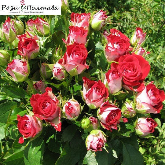 

Руби Стар (Ruby Star)