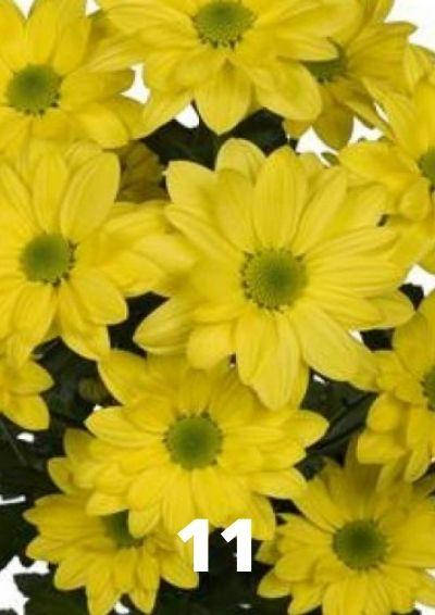 

Хризантема веточная (черенок Бакарди желтая №11