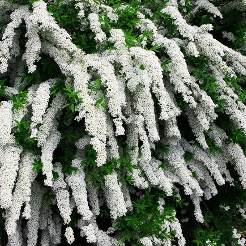 

Спирея серая Грефшейм / Spiraea cinerea Grefsheim / С3
