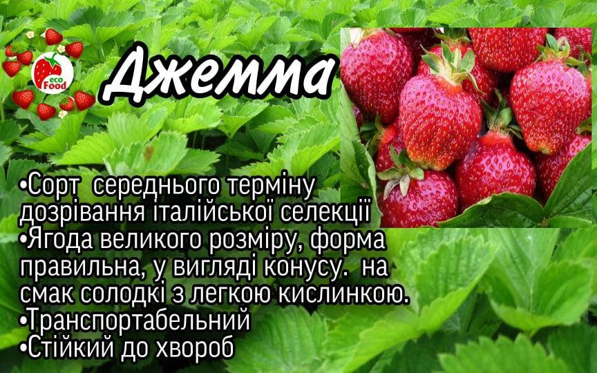 

Сорт Джемма