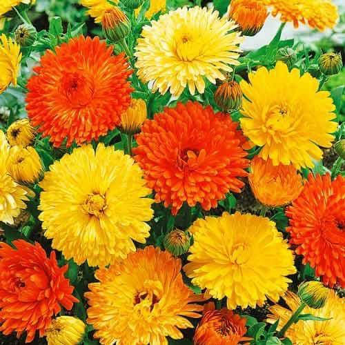 

Календула смесь 0.2 г