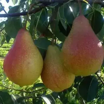 

Груша "ПОТОМАК" / Саженцы / Осенний сорт