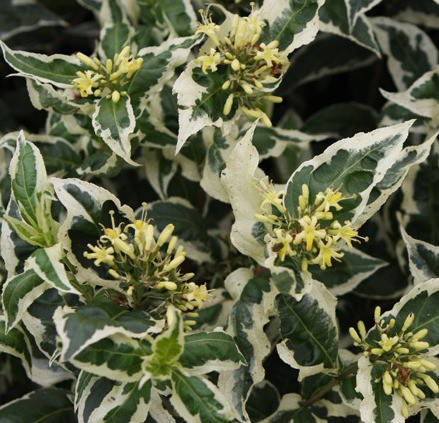 

Диервилла сидячелистная Кул Сплеш, С3 / Diervilla sessilifolia Cool Splash