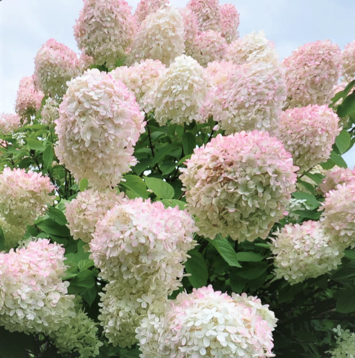 

Саженцы Гортензии метельчатой Грандифлора (Hydrangea paniculata Grandiflora)