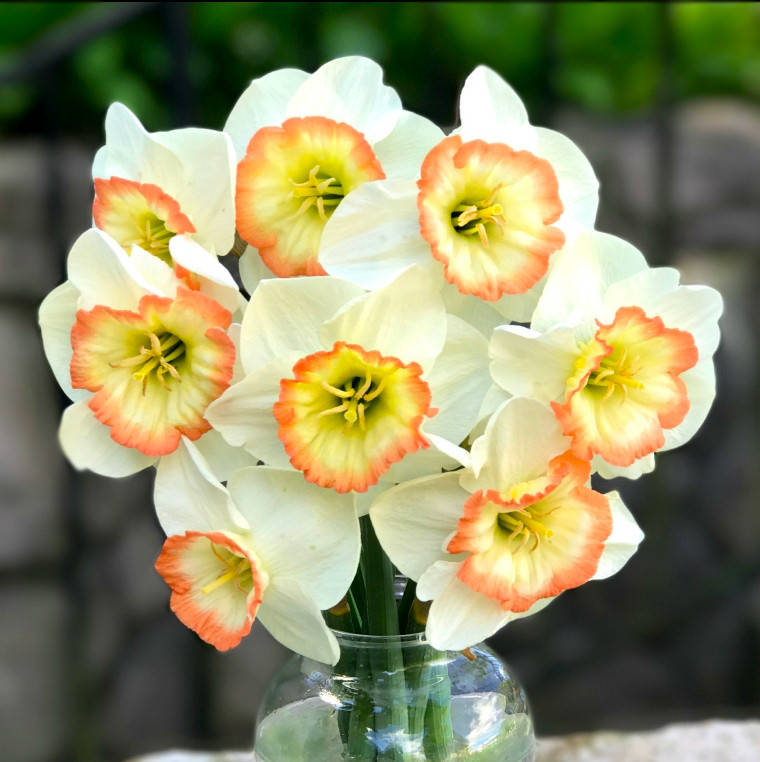 

Нарцисс Night Cap