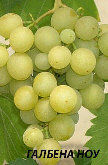 

Саженцы винограда Галбена ноу