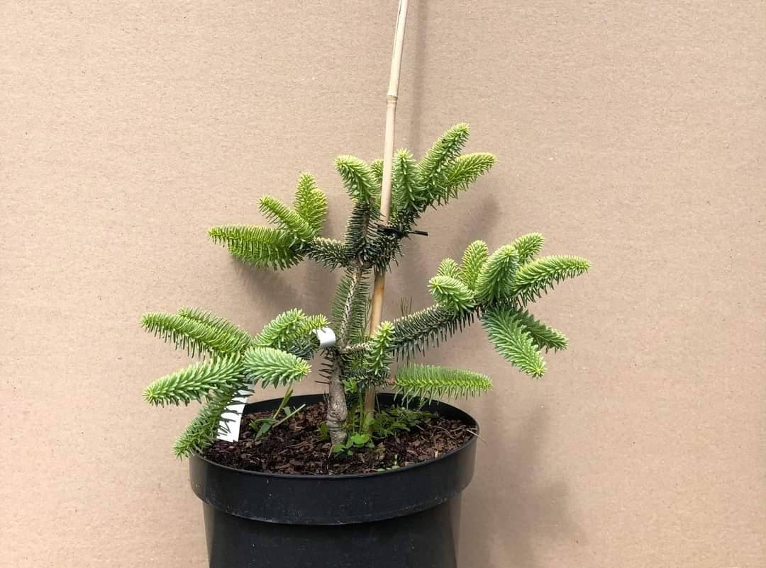

Abies pinsapo Aurea C-5