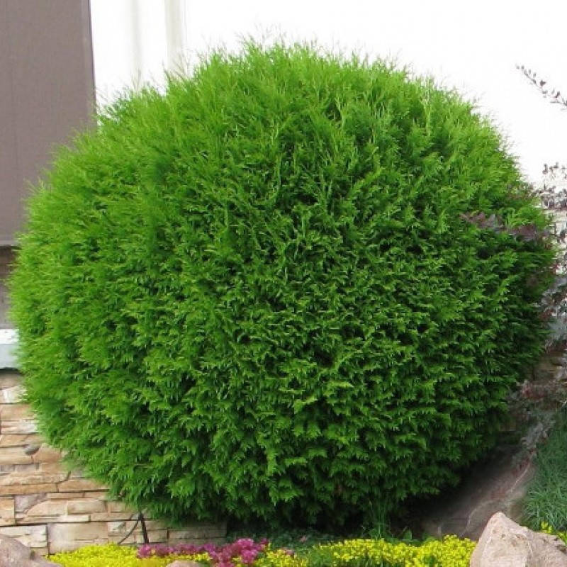 

Туя западная Глобоза, Thuja occidentalis Globosa