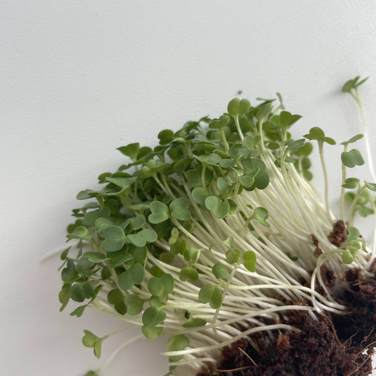 

Семена для микрозелени "Руккола" (3 урожая)