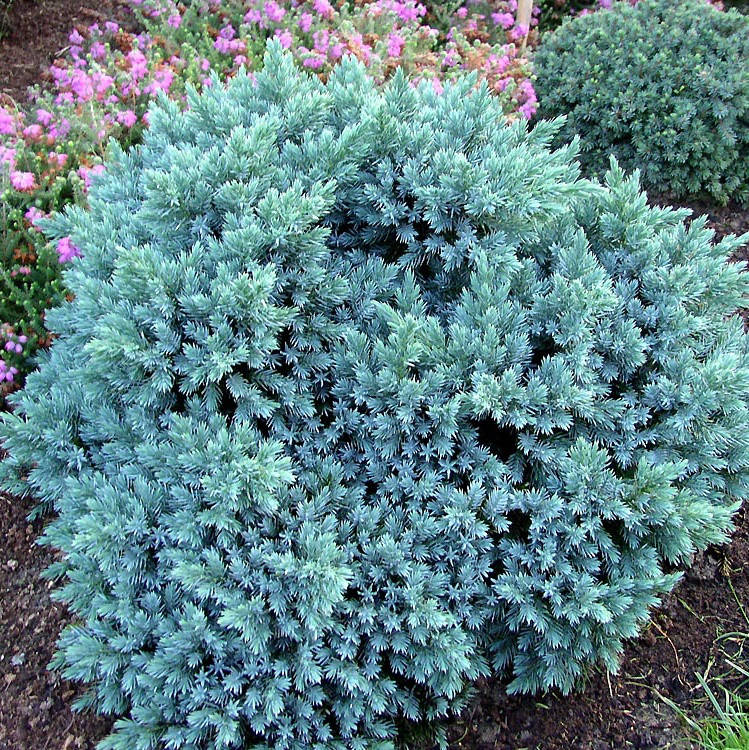 

Саженцы Можжевельника чешуйчатого Блю Стар (Juniperus squamata Blue Star) Р9