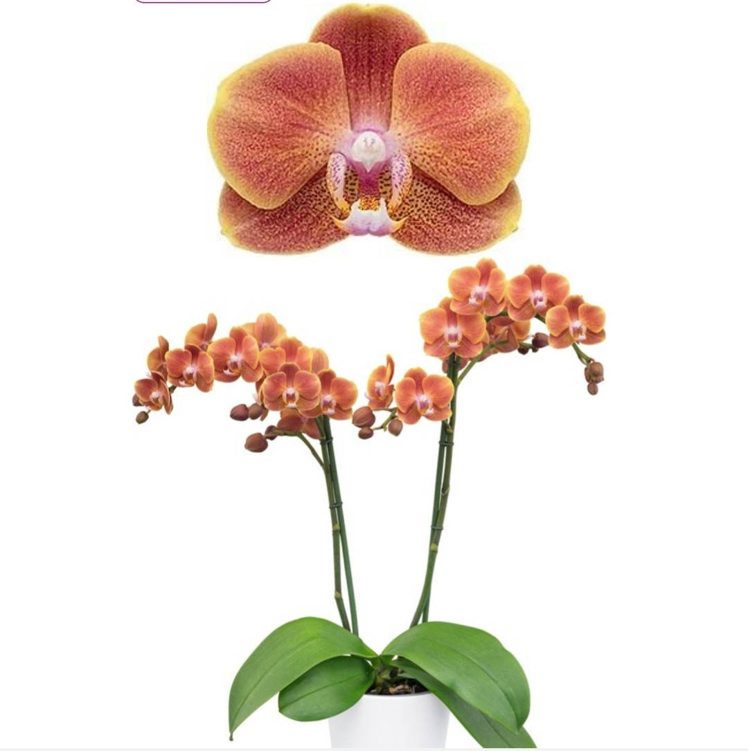 

Орхидея Phal. Dame Etna, подросток 1,7, торф