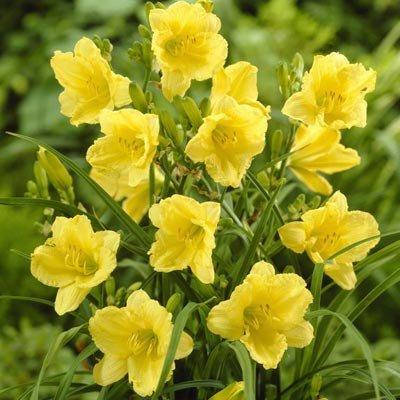 

Лилейник Fragrant Returns (саженцы)