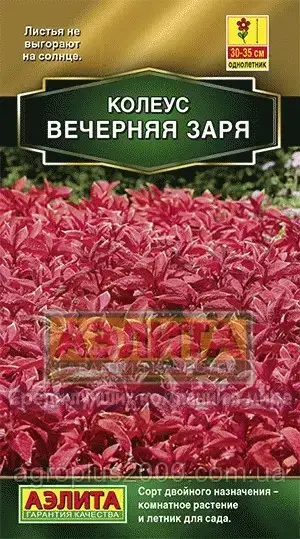

Семена Колеус Вечерняя Заря 10 семян Аэлита, Бордовый