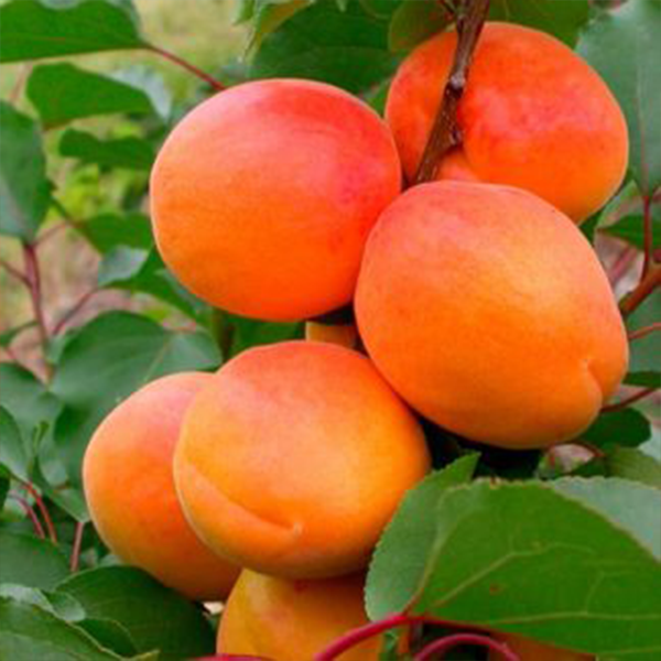 

Саженцы абрикоса «Фаралия» - 2-летний