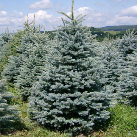 

Ялина блакитна колюча Glauca 2 річна, Ель колючая Глаука, Picea pungens Glauca