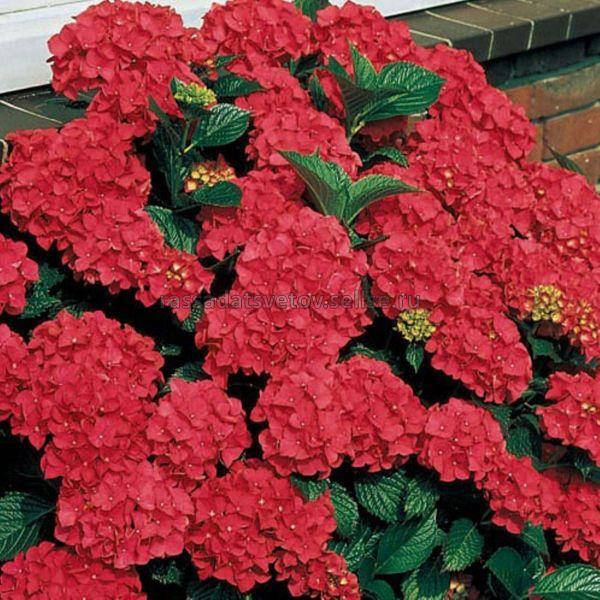 

Гортензия крупнолиста royal red