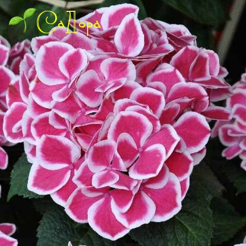 

Гортензия Тиволи Пинк (Tivoli Pink)