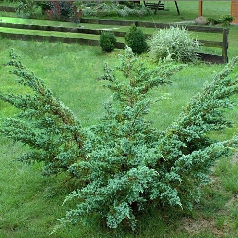 

Ялівець лускатий Meyeri / Можжевельник чешуйчатый Мейери / Juniperus squamata Meyeri