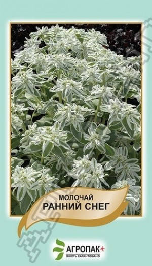 

Семена Молочай Ранний Снег 20 семян Legutko Агропак, Светло-серый