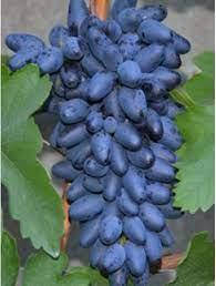 

Виноград Одесский сувенир (саженцы)