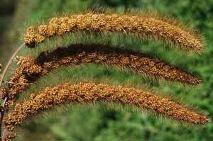 

Могар (Setaria italica mocharium) (семена 2 г)