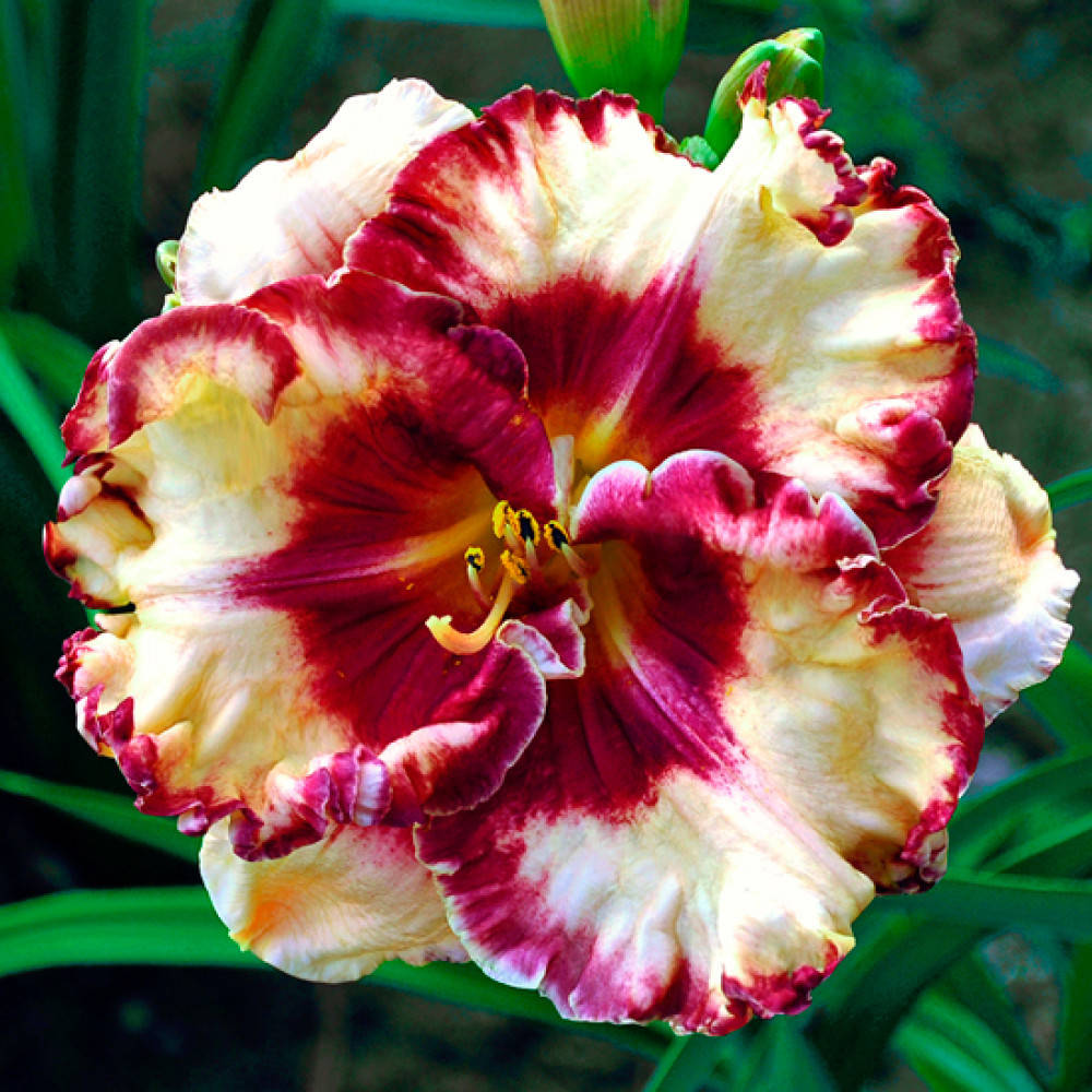 

Лилейник Бай де Гасп (Baie de Gaspe)