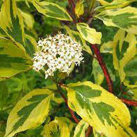 

Дерен белый Spaethii / Шпета (Контейнер: 3 л; Саженец: 30-35 см)