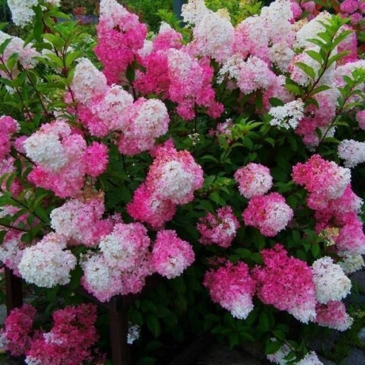 

Гортензия метельчатая Фрайз Мельба (Fraise Melba), ЗКС в горшках 2.0 л