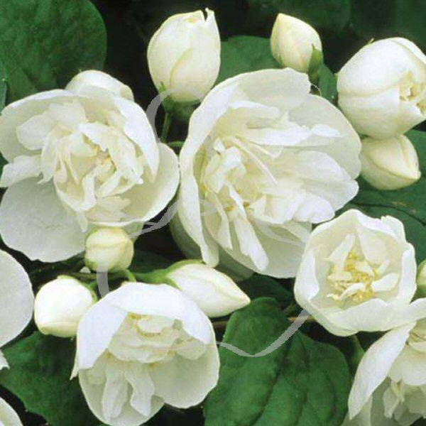 

Чубушник Вирждинал С3 / Philadelphus Virginal