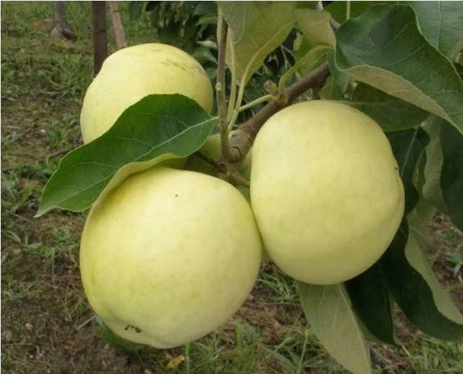 

Яблуня Папіровка ('Oliwka Zolta')