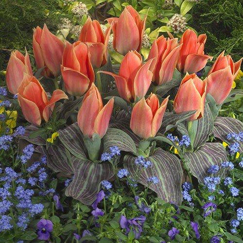 

Тюльпан Calypso (луковицы) 3 шт