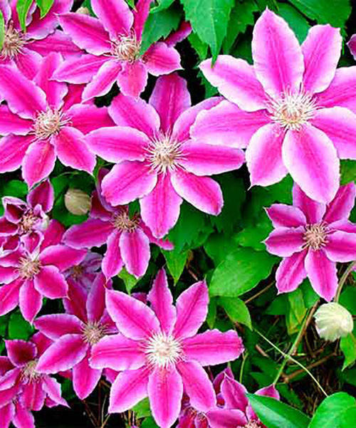 

Клематис Доктор Руппель (Dr. Ruppel)