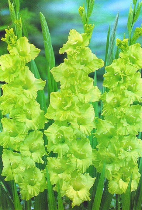 

Гладиолус Evergreen 3 шт./уп., крупноцветковый