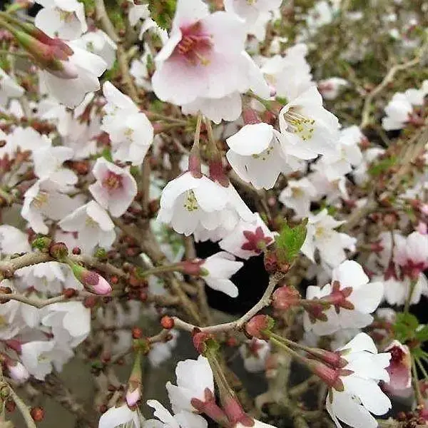 

Японська вишня Коджо-но-маі/Prunus incisa 'Kojou-no-mai' P9