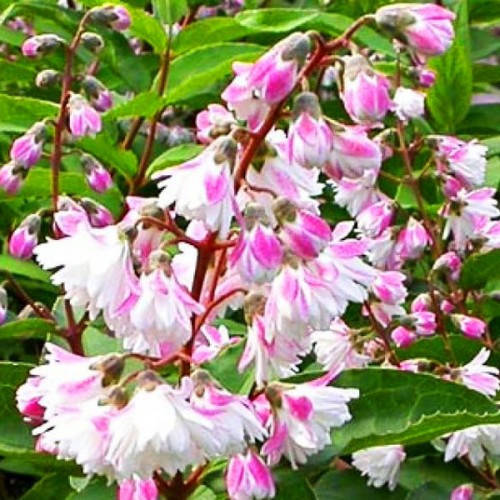 

Дейція шорстка Кодсал Пінк / Deutzia scabra 'Codsall Pink' С7.5/ Н 80-100