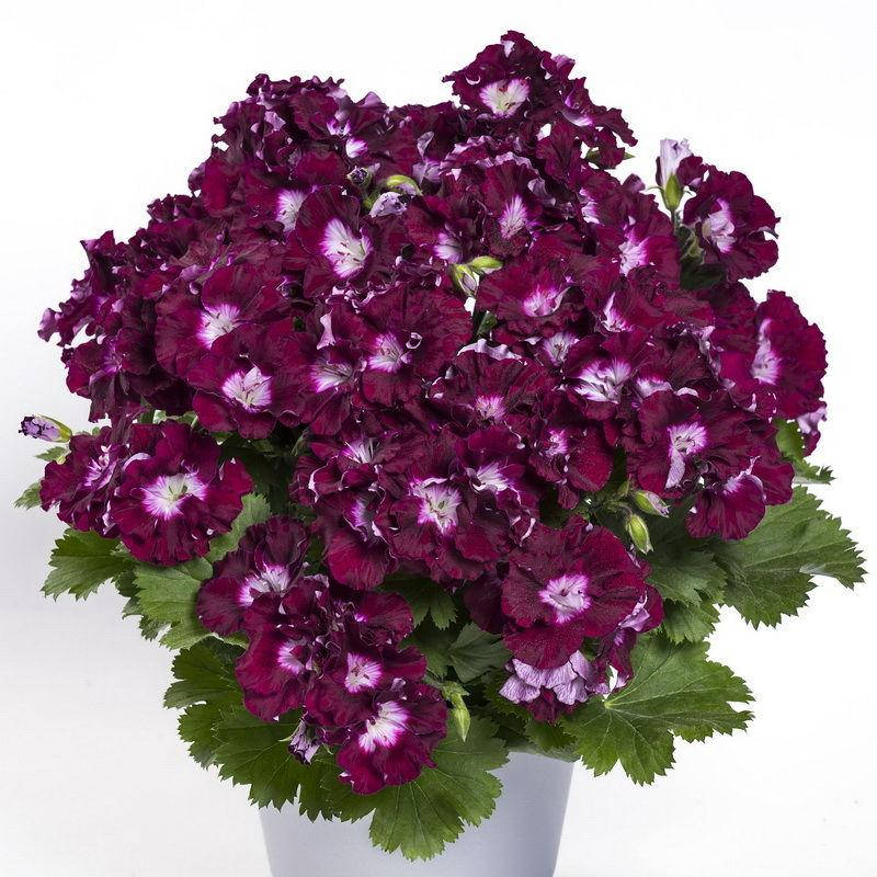 

Королевская пеларгония Bermuda Merlot