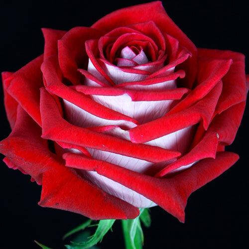 

Роза чайно-гибридная Альянс, Rose Alliance
