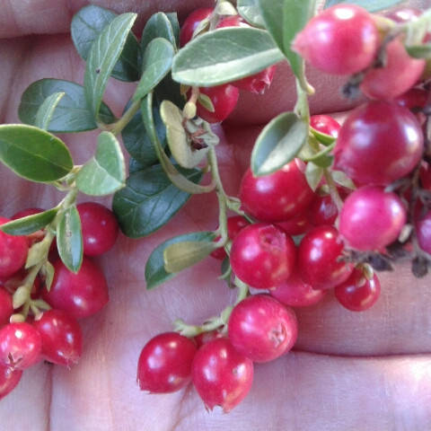 

Саженцы брусники Руно белявское в контейнере 0,5л (двухлетний)