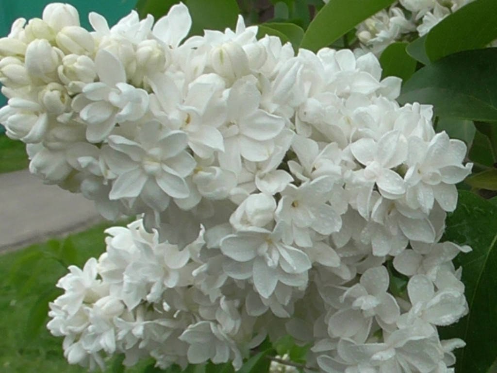 

Сирени "ПАМЯТЬ О КОЛЕСНИКОВЕ"